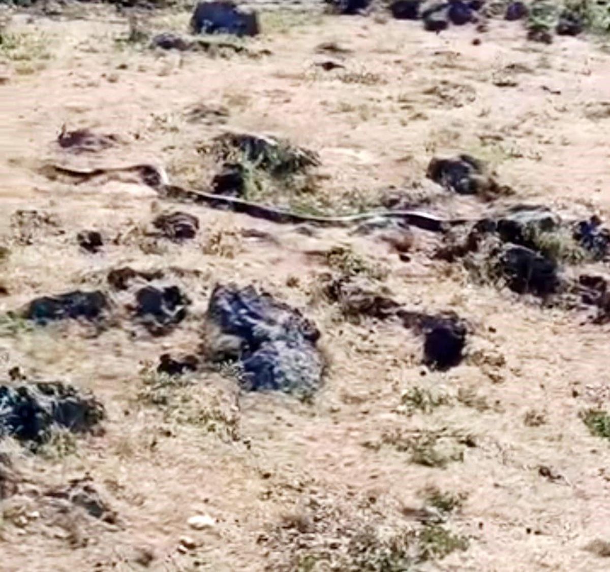 Diyarbakır'da yaklaşık 3 metre uzunluğunda yılan görüntülendi
