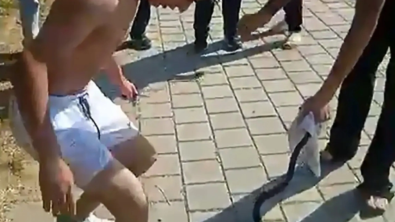 Yılanın başını ezip, çakıyla kestiler: Mendil satıcısı da yaralandı!