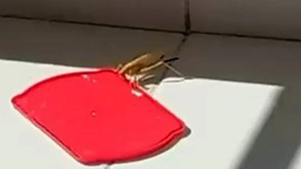 Burdur'da balkonuna dev çekirge geldi! Yaptığı ilginç hareketle şaşırttı