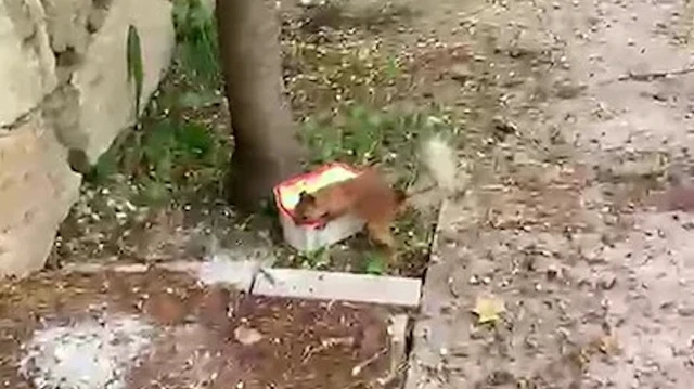 Erzurumlu vatandaşın Sincapla gülümseten diyaloğu