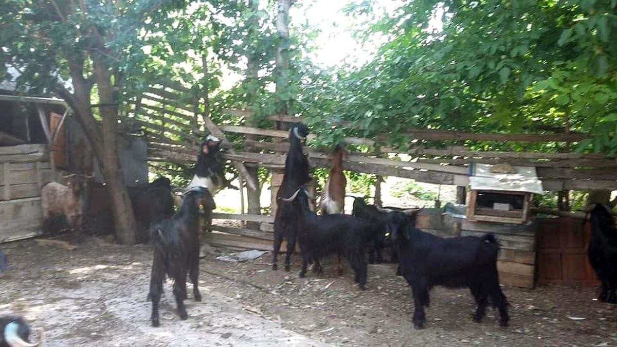 Gediz Akdağ'da Yörüklerin yayla göçü başladı