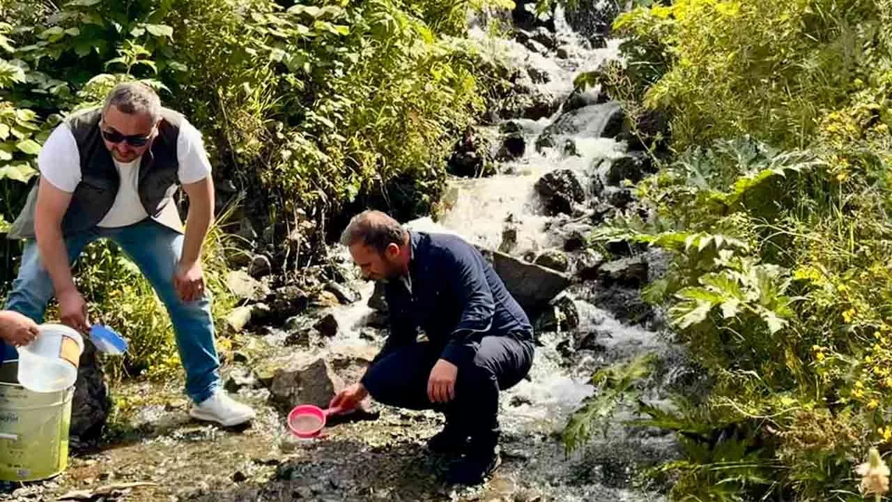 Uzungöl'ün derelerine can suyu: 15 bin kırmızı benekli alabalık doğaya salındı