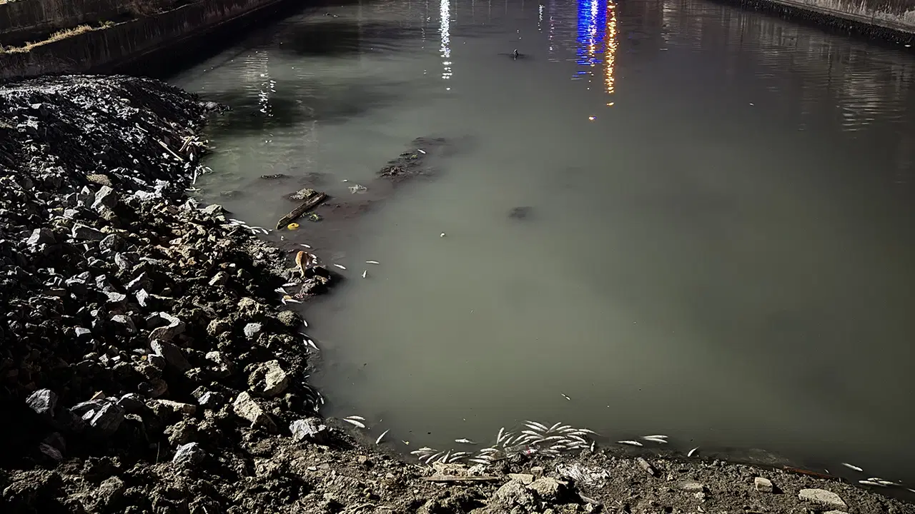 Bakırköy Çırpıcı Deresi’nde toplu balık ölümü: AFAD inceleme başlattı