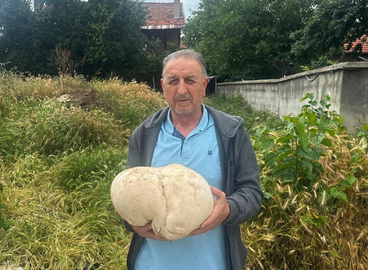 Bahçesinde 3,5 kiloluk mantar buldu
