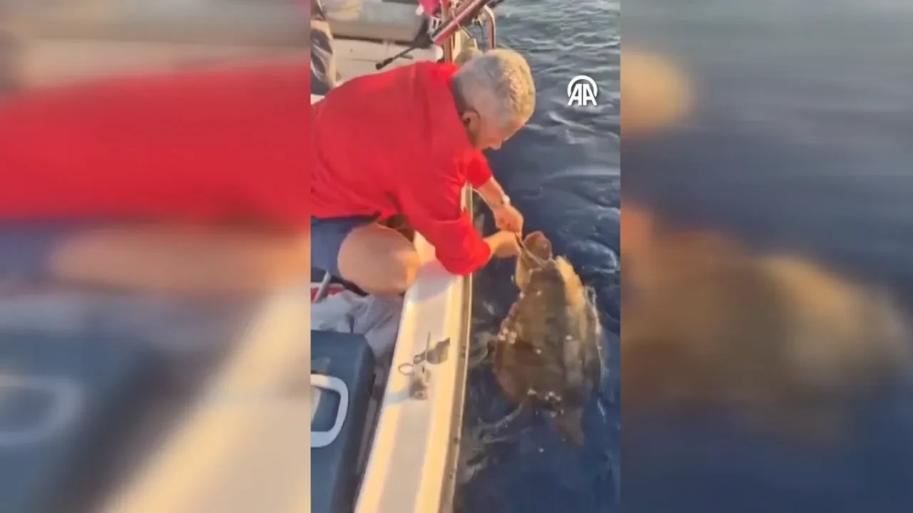 Böyle vicdansızlık olmaz! Caretta carettanın ayağına parke taşı bağlamışlar