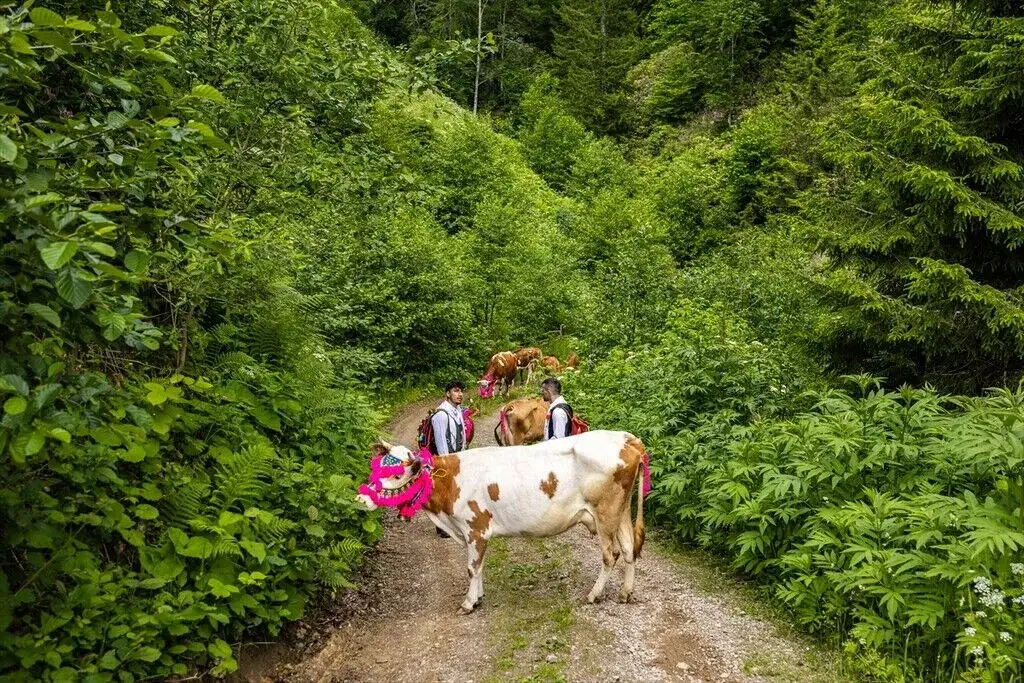 Karadeniz'de geleneksel yayla göçü renkli görüntülerle başladı