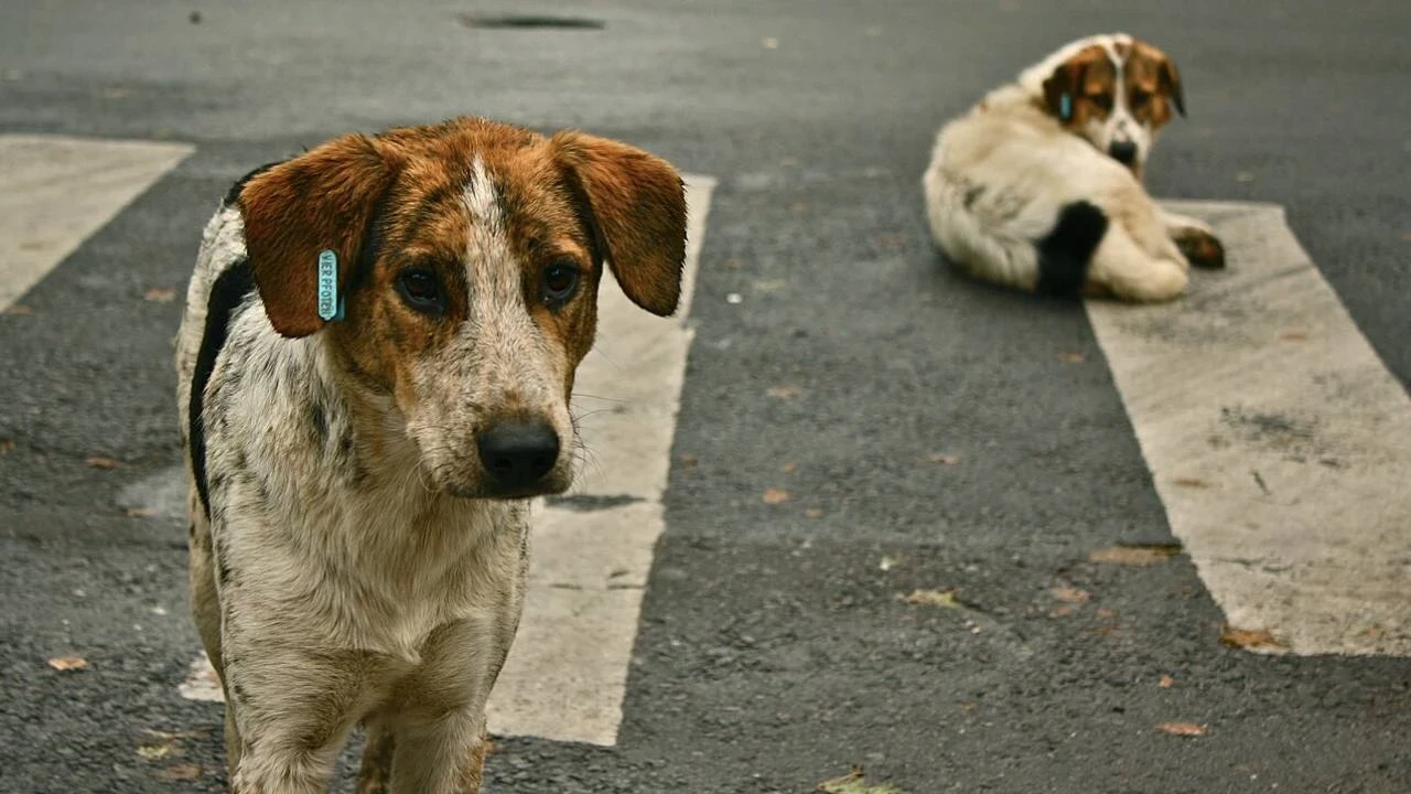 Sokak köpeklerini ‘yeterince’ toplamadıkları iddiasıyla 3 belediye hakkında işlem başlatıldı