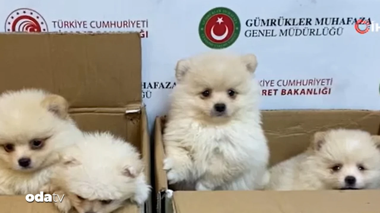 Kapıkule'de hayvan kaçakçılığı... X-Ray'den 'Pomeranian' çıktı