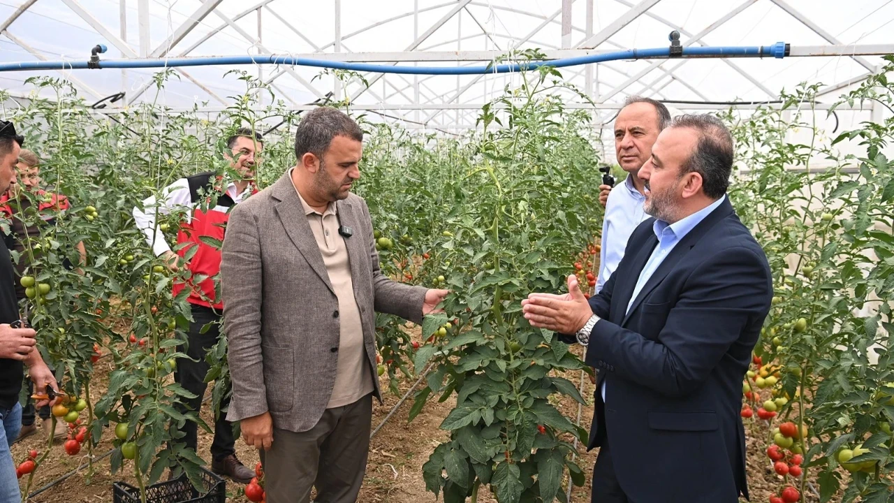 Süleymanpaşa Belediyesi seralarında ilk hasat heyecanı