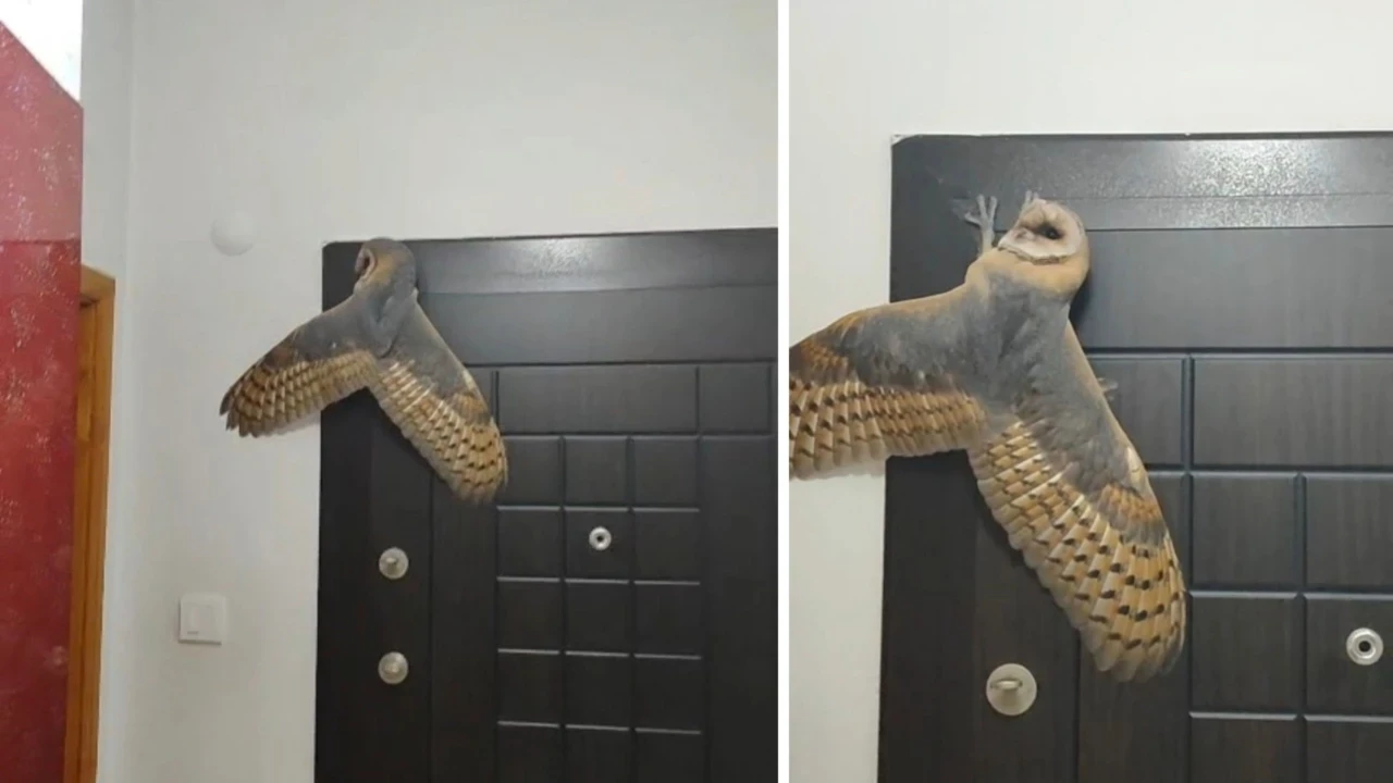 Gece hırsız girdi sandı, gerçek bambaşka çıktı