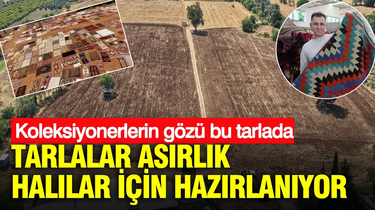Koleksiyonerlerin gözü bu tarlada: Tarlalar asırlık halılar için hazırlanıyor