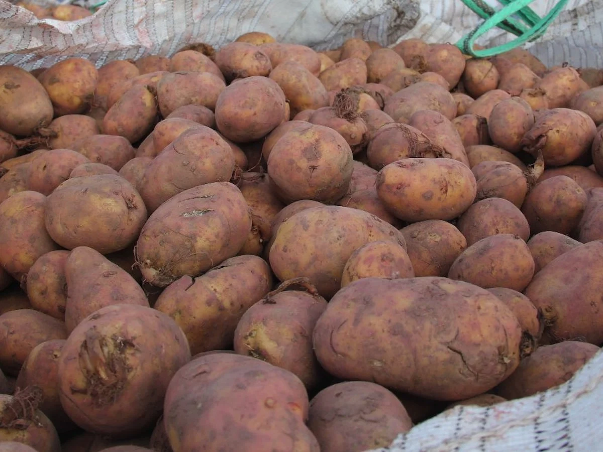 Sivas'ta patates ekim sezonu başladı: Hedef 75 bin ton