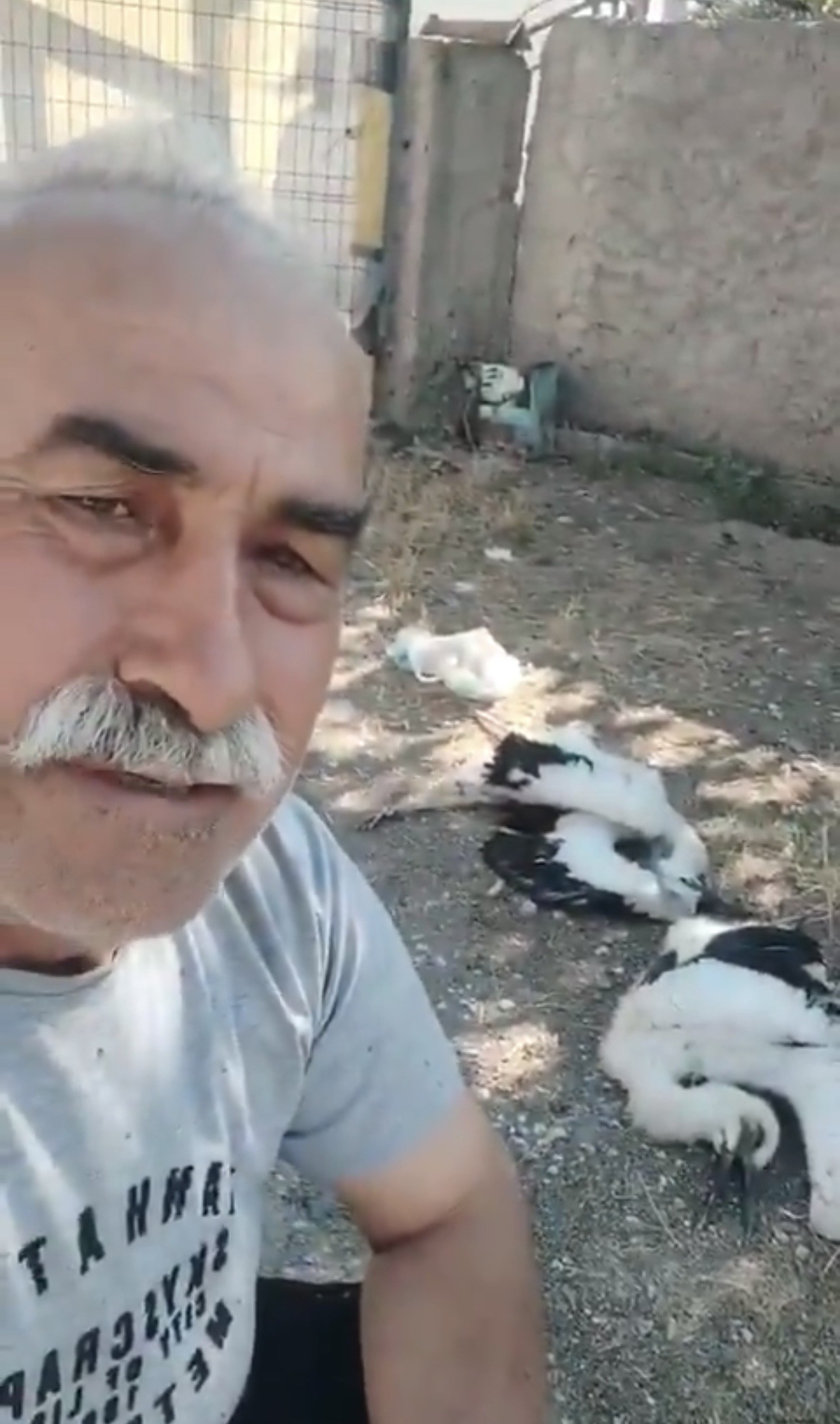 Leyleklerin öldüğünü görünce gözyaşlarına boğuldu: "Sahip çıkamadım"
