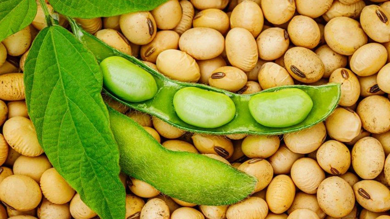 Soya fasulyesinde 26 ayın rekoru: Fiyatlar sert yükseldi