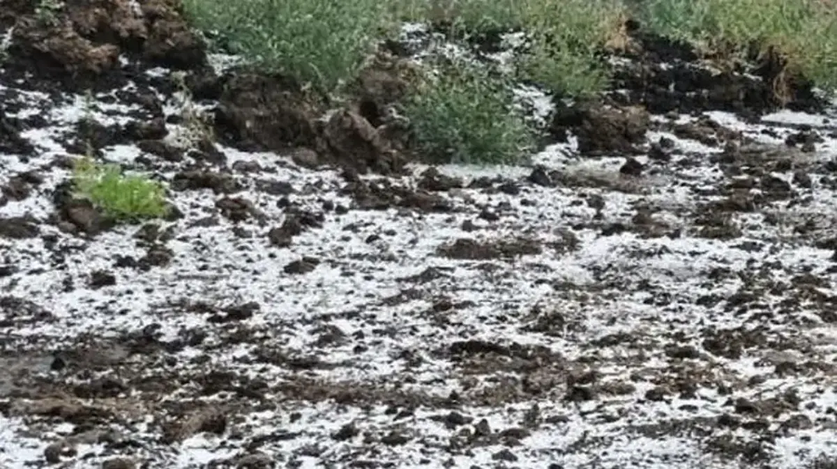 Edirne'de dolu yağışı etkili oldu tarım arazileri zarar gördü