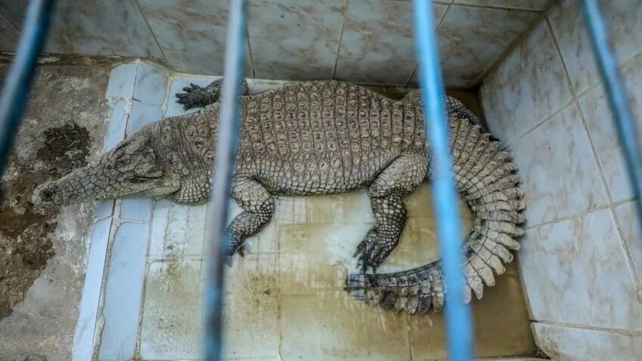 İsrail'den insanlık dışı yasaya onay: Filistinlilerin tutulduğu cezaevine 'timsahlı koruma'