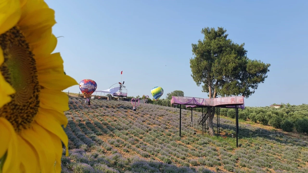 Kadirli'de 5. geleneksel lavanta festivali heyecanı