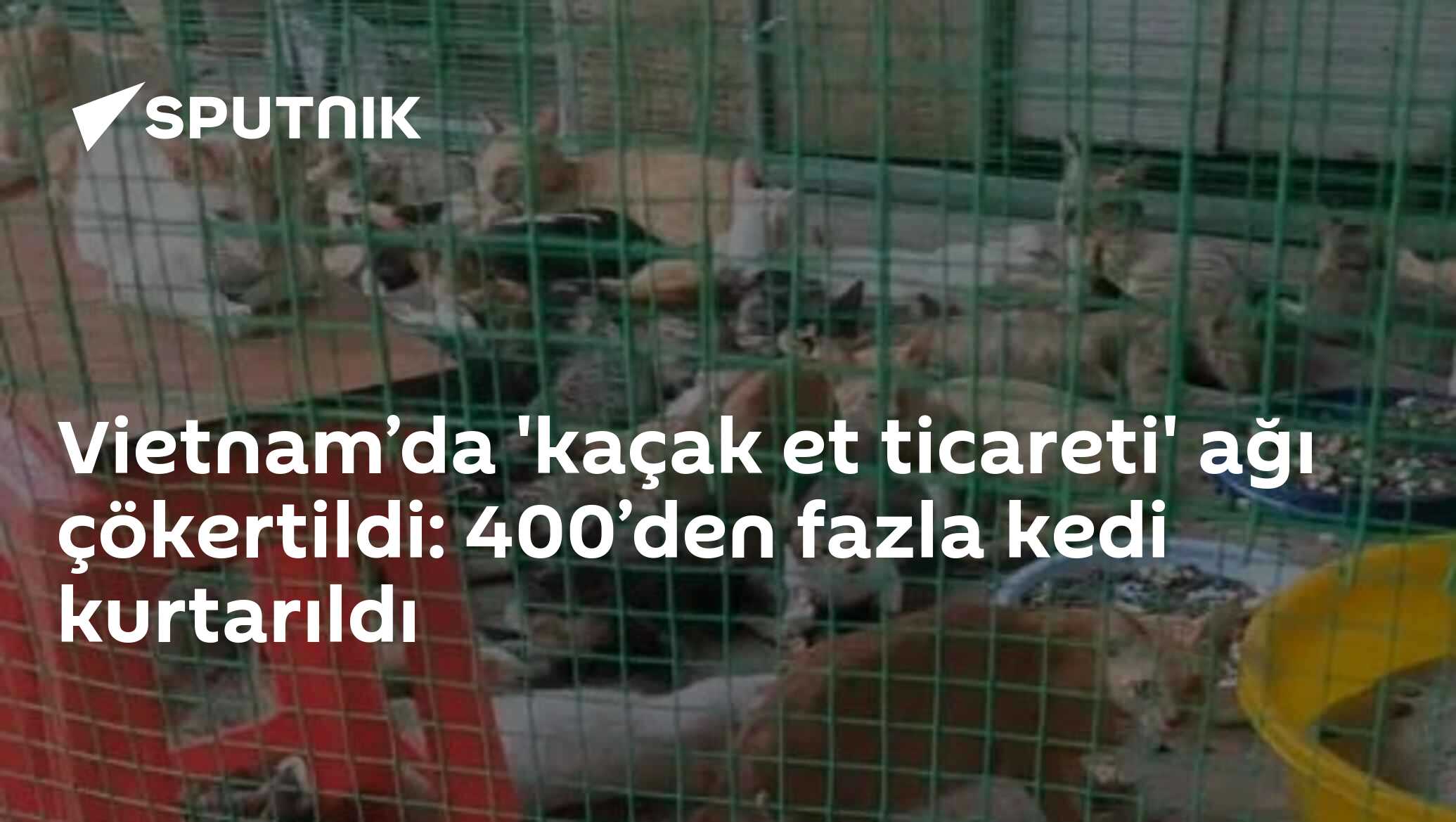 Vietnam’da 'kaçak et ticareti' ağı çökertildi: 400’den fazla kedi kurtarıldı