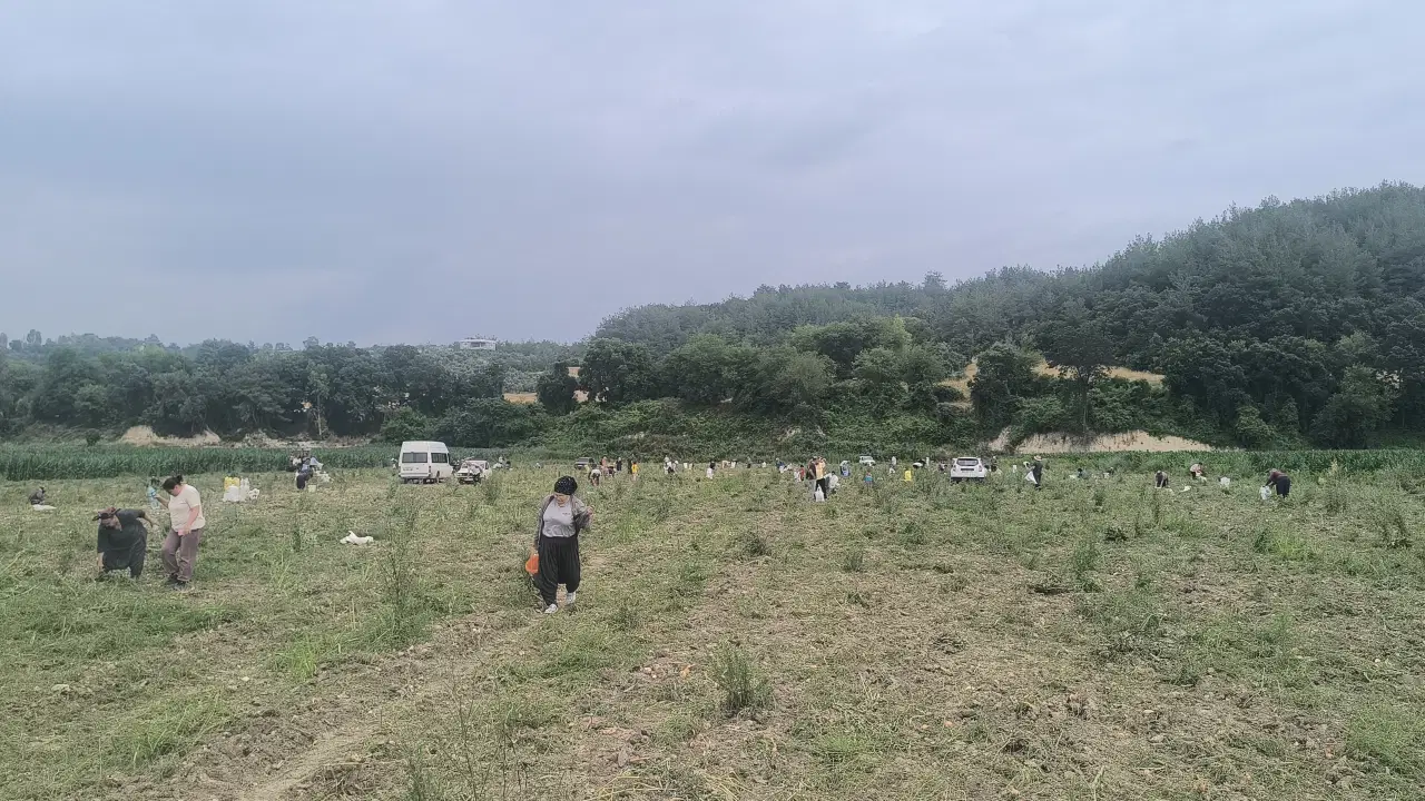 Osmaniye'de ürettiği soğanı satamayan çiftçi, tarlasını yurttaşa açtı