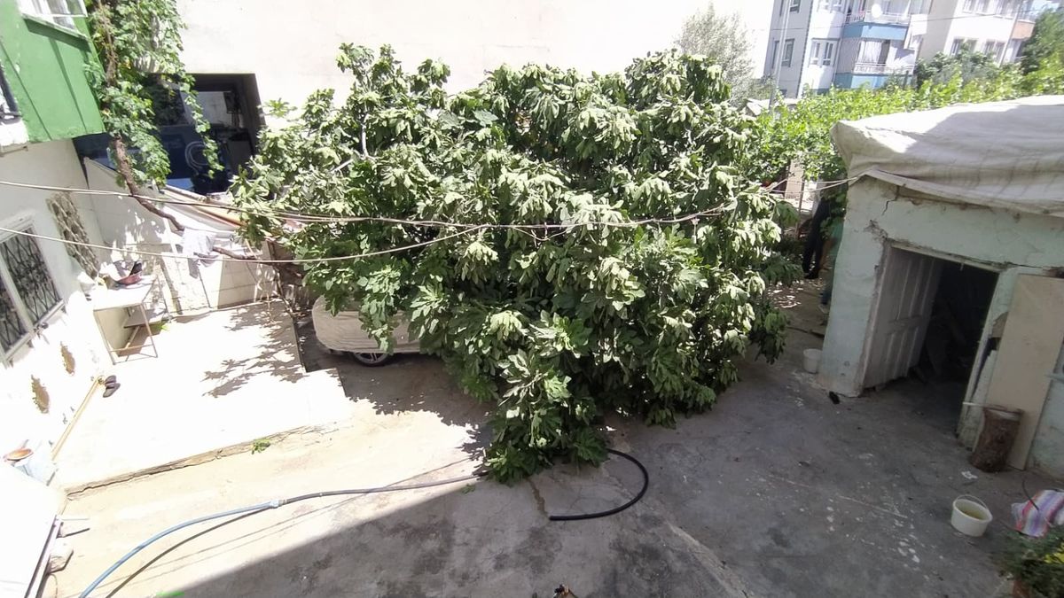 Adıyaman'da Park Halindeki Otomobilin Üzerine Ağaç Devrildi