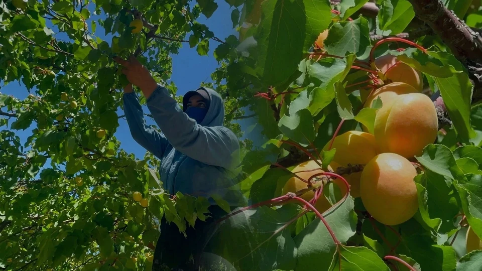 Malatya'da kayısı hasadı başladı! Avrupa Birliği tescilli kayısı ihracata hazırlanıyor | EKONOMİ HABERLERİ