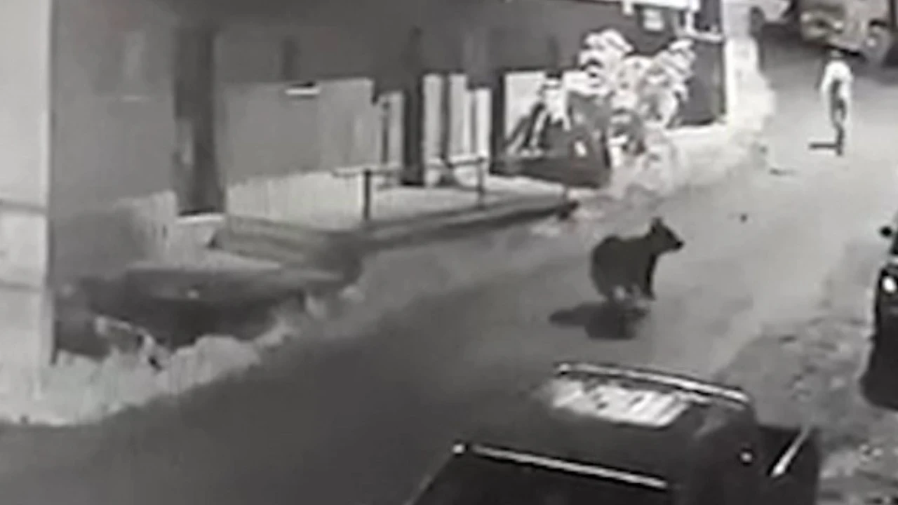 Mahalle arasında vatandaşı ayı kovaladı