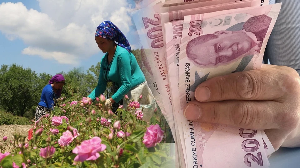 Isparta Gül Hasadı Başladı: Gül Toplayan İşçiler Ne Kadar Kazanıyor? | EKONOMİ HABERLERİ