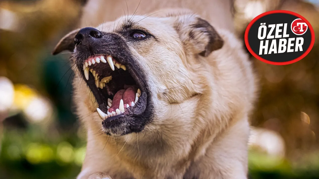 Belediye Başkanı hapse girebilir! ‘Köpek’ soruşturması gözleri yeniden cezai yaptırımlara çevirdi