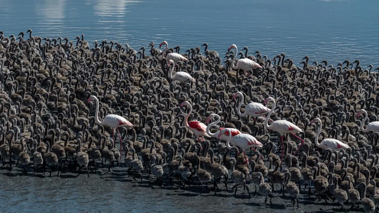 Tuz Gölü ailesi kalabalıklaşıyor! Son 5 yılın flamingo rekoru kırıldı