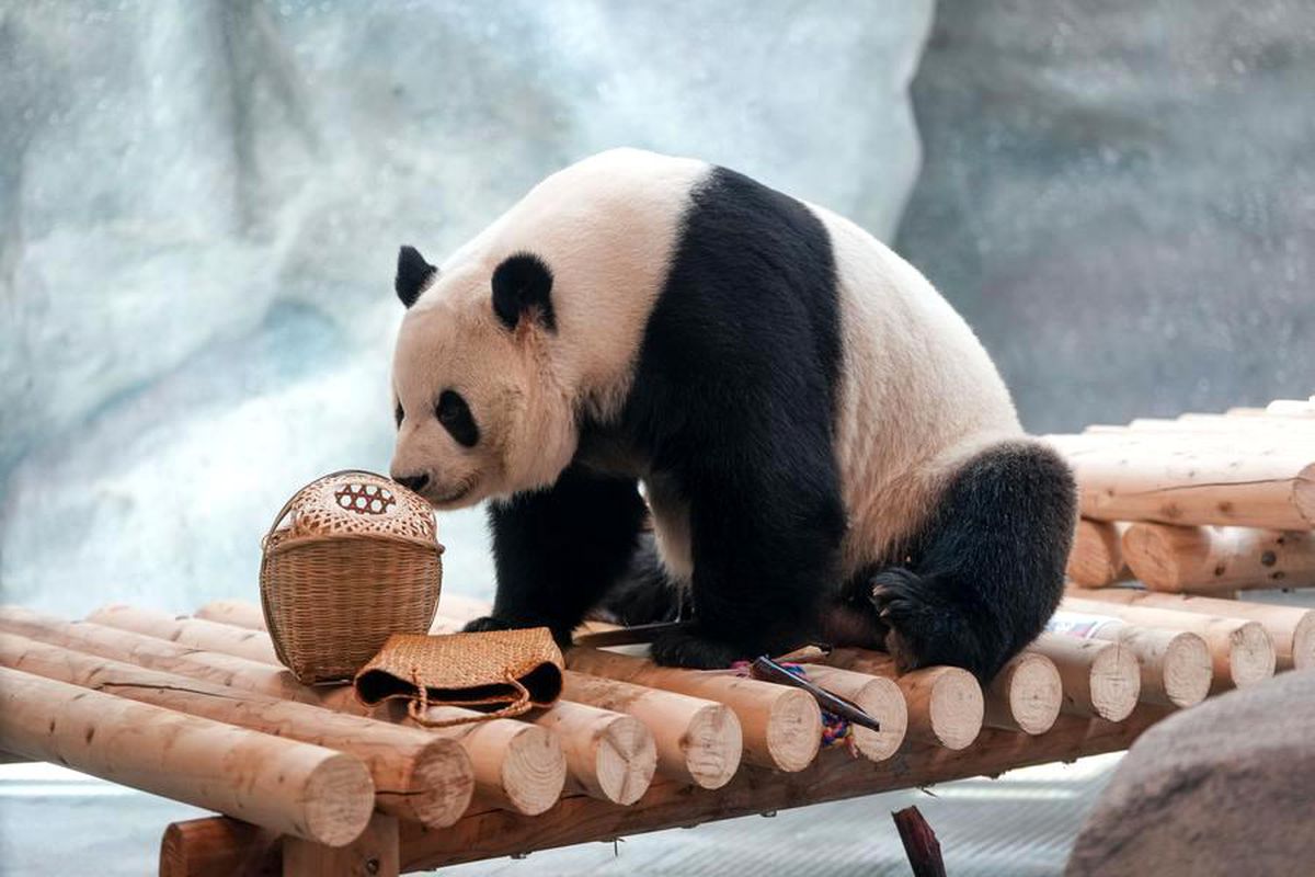Albüm: Beijing Hayvanat Bahçesi'ndeki 10 Dev Panda İçin Yeni Tesis Açıldı