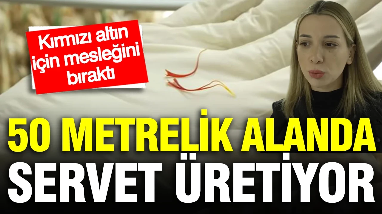 Kırmızı altın için mesleğini bıraktı: 50 metrelik alanda servet üretiyor