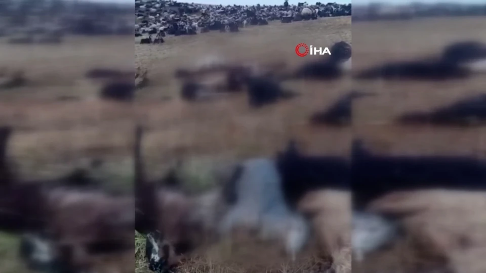 Oluklu Yaylası'nda Onlarca Hayvan Telef Oldu