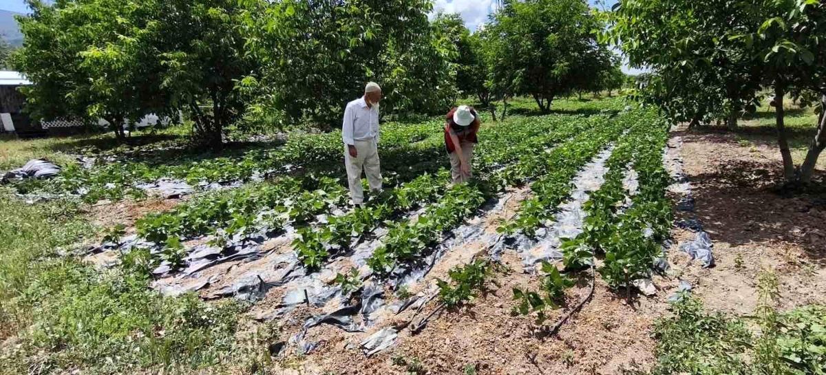 Kütahya'da nohut ve barbunya demonstrasyon alanlarında inceleme