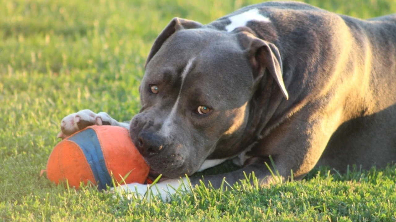 İngiltere'de yeni köpek kuralı: Çocuklarla yalnız bırakmak yasaklanacak