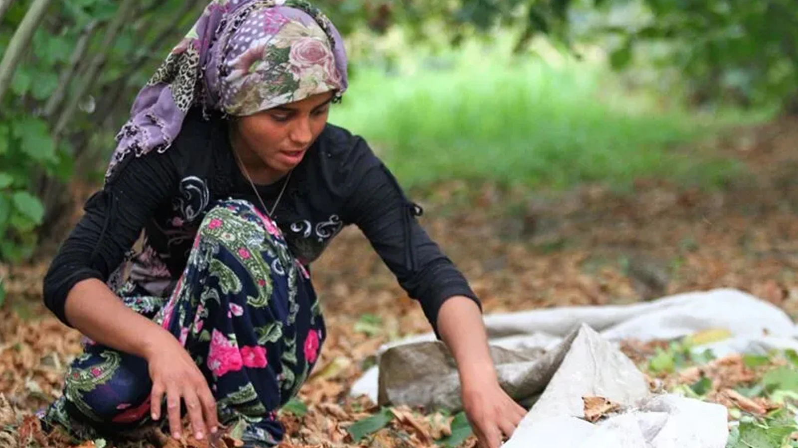Fındık işçilerinin günlük yevmiyesi 1.750 TL'ye yükseldi
