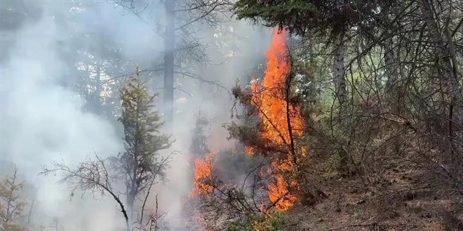 Kütahya ve Malatya'da orman yangını: Müdahale sürüyor