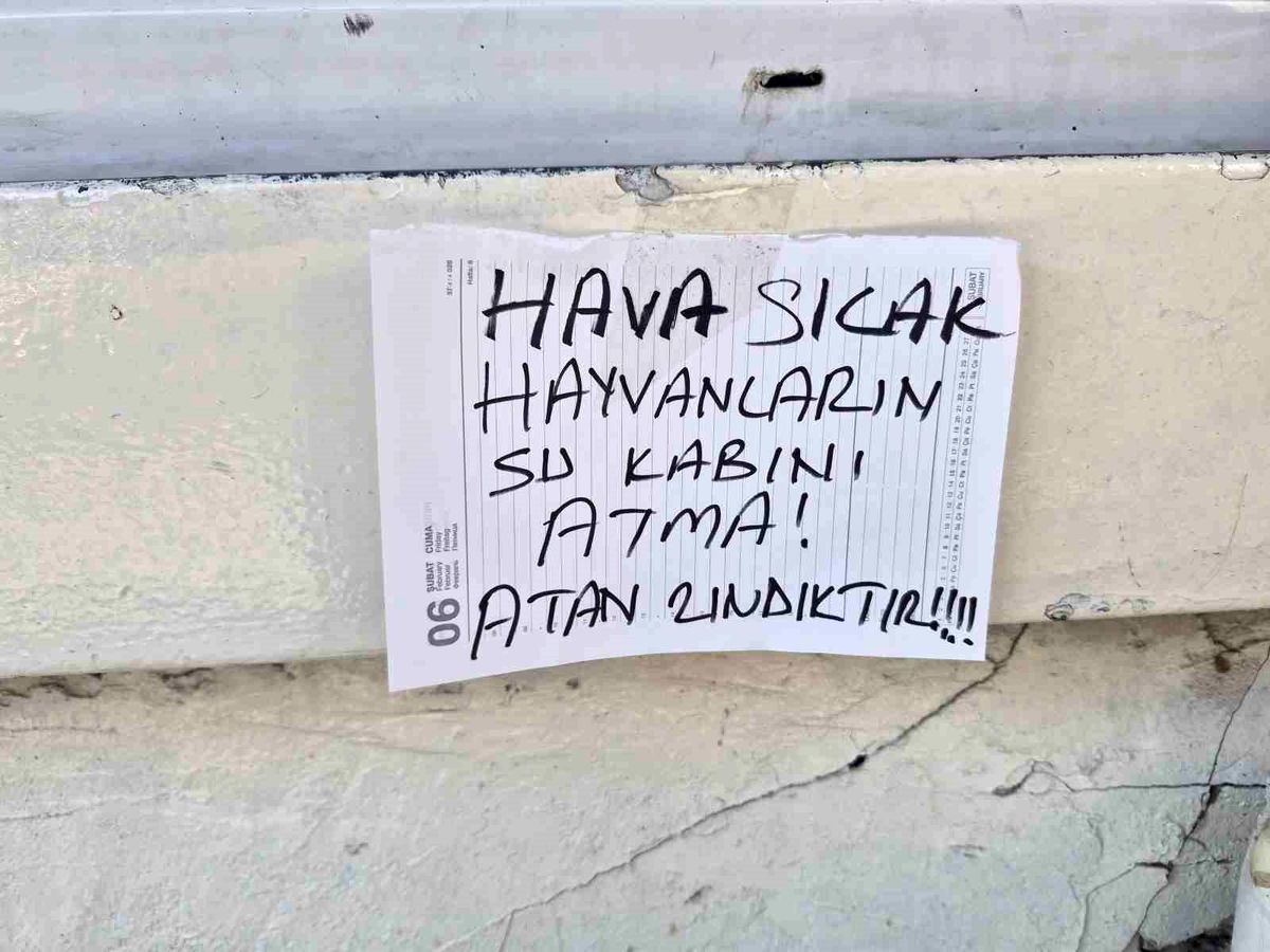 Sokak hayvanlarının su kabını atanlara ilginç tepki: "Atan zındıktır"