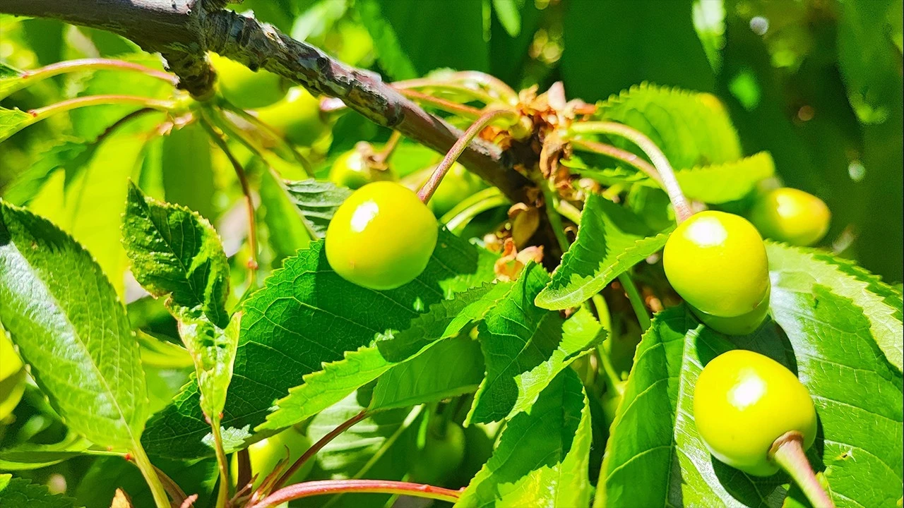 Japonya'ya Türkiye'den 200 ton gidecek! Geçen seneki manzara inanılmazdı