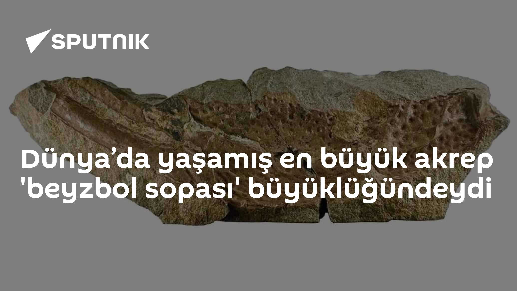 Dünya’da yaşamış en büyük akrep 'beyzbol sopası' büyüklüğündeydi