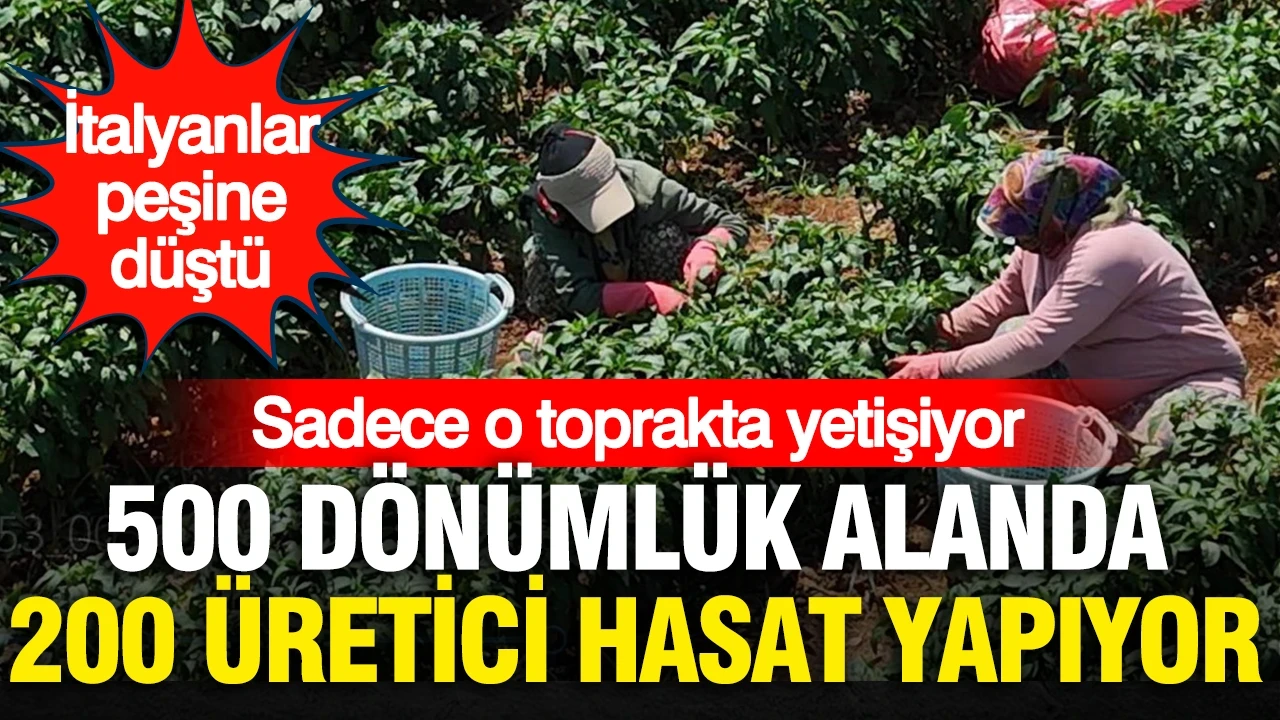 İtalyanlar peşine düştü… Sadece o toprakta yetişiyor: 500 dönümlük alanda 200 üretici hasat yapıyor