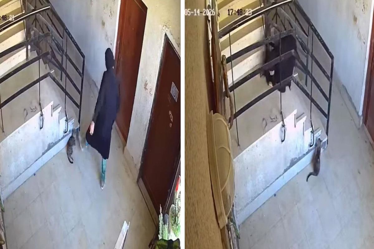 'İlahi adalet' 5 saniyede tecelli etti! Kediye yaptıklarından sonra başına gelene bakın