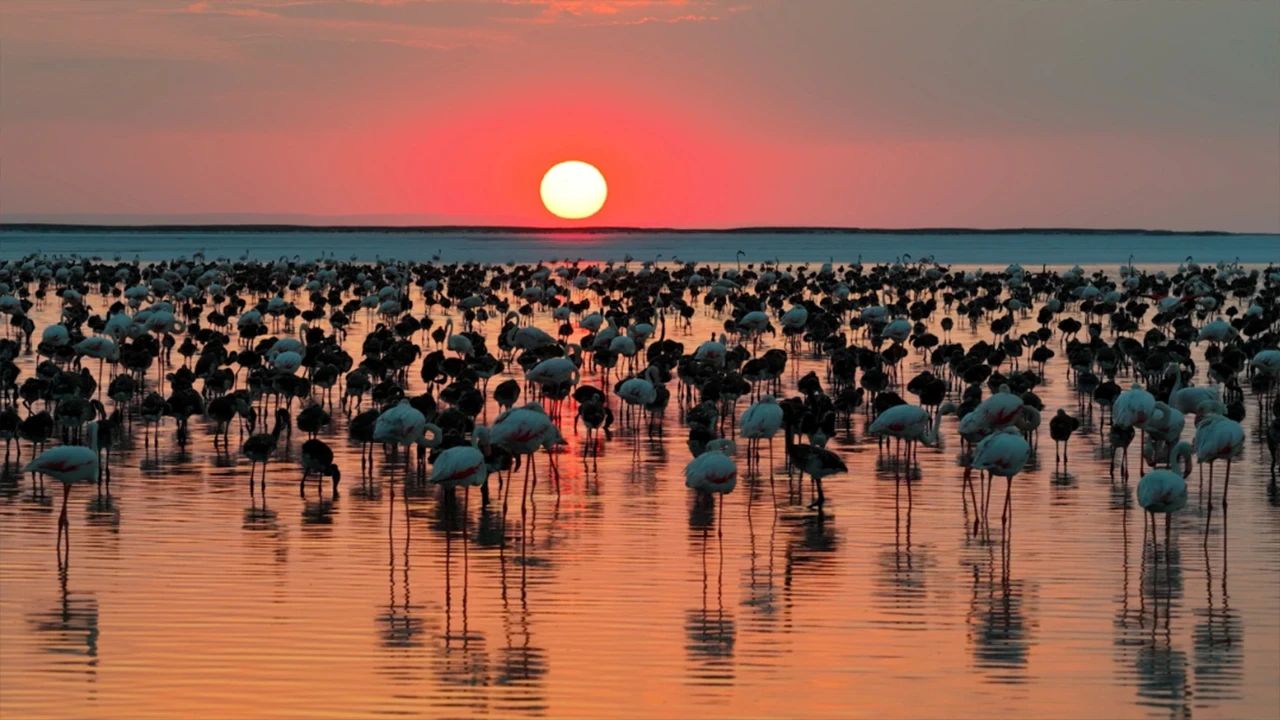 Tuz Gölü’nde görsel şölen: Flamingo yavrusu sayısı 5 yılın zirvesine ulaştı