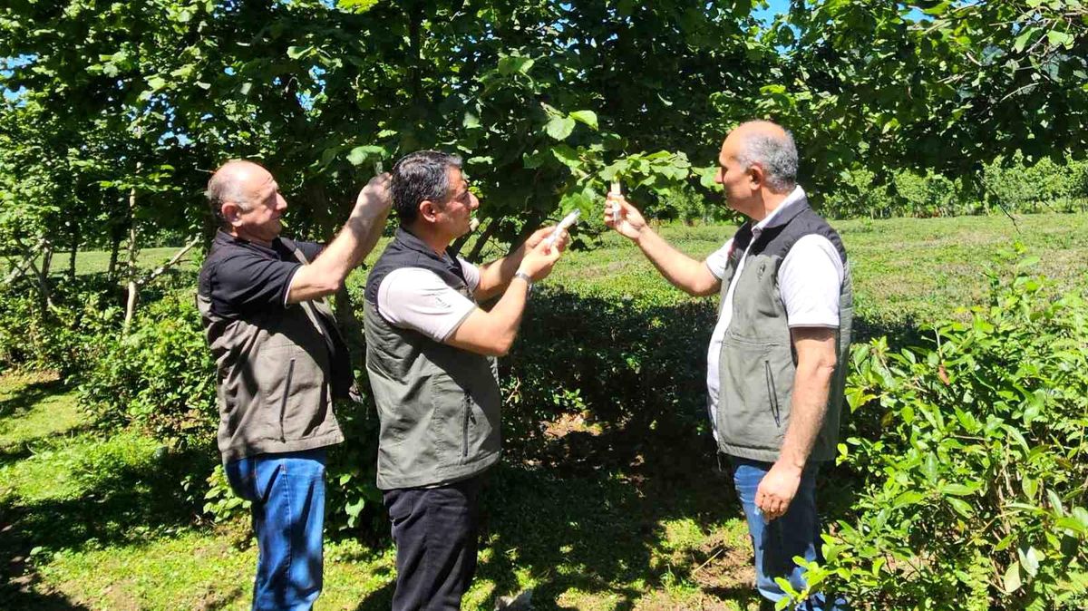 Kahverengi kokarca ile mücadelede 11 bin samuray arıcığı salındı