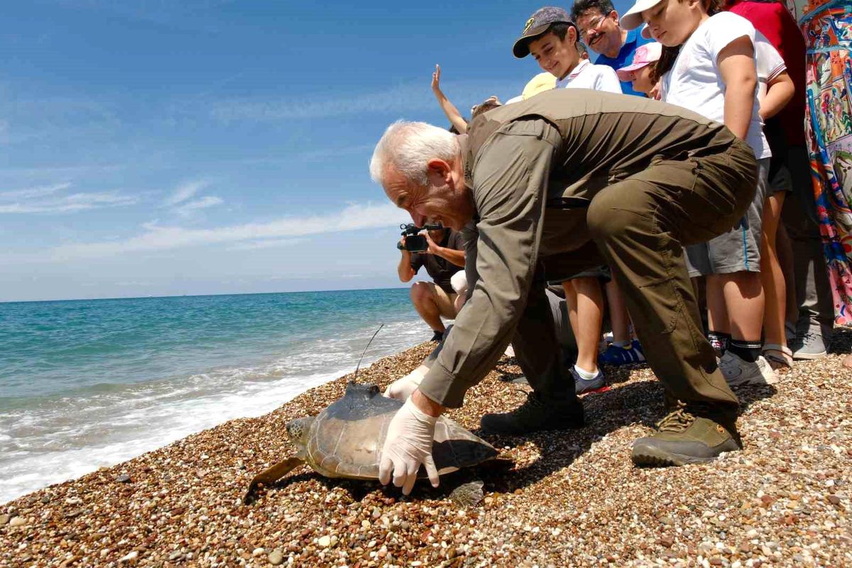 Uydu takılan 3 yeşil deniz kaplumbağası denize bırakıldı