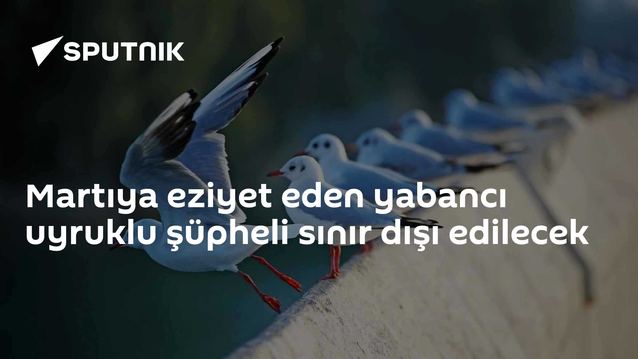 Martıya eziyet eden yabancı uyruklu şüpheli sınır dışı edilecek