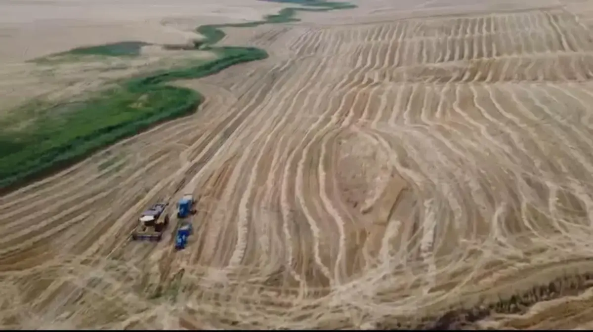 Siirt'te sarı altın mesaisi başladı! Yağmurlar rekolteyi coşturdu