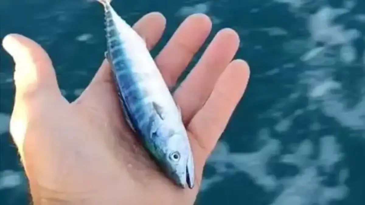 Sinop'ta sezonun uğuru vonoz yakalandı