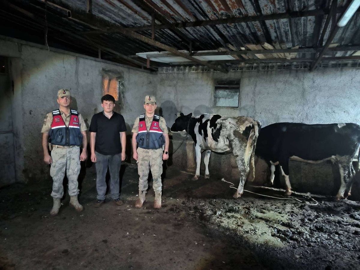 Kilis'te kaybolan büyükbaş hayvanlar jandarma tarafından bulundu