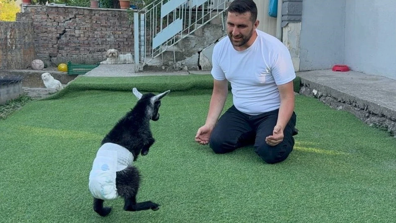 Karabük'te yürüme engelli keçiyi sahiplenen çift yavruya evlerinde bakıyor