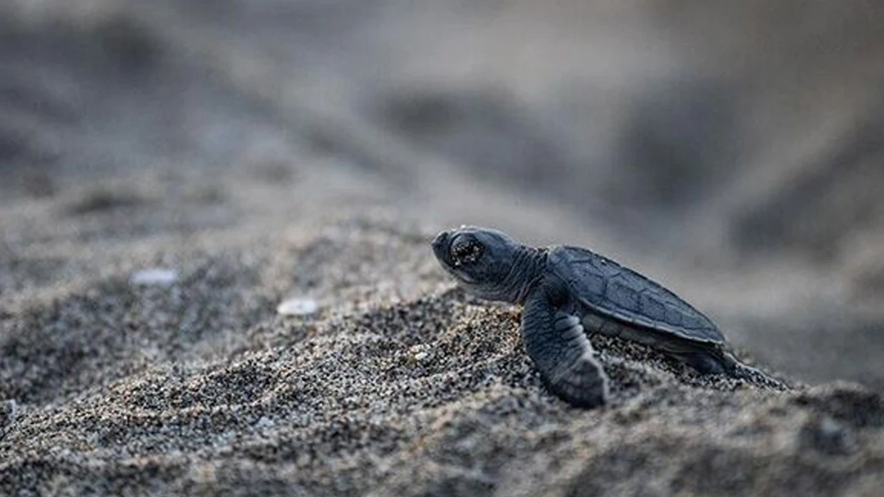 Antalya'da anlamlı buluşma: "Dünya Deniz Kaplumbağaları Günü" fotoğraf sergisiyle kutlandı